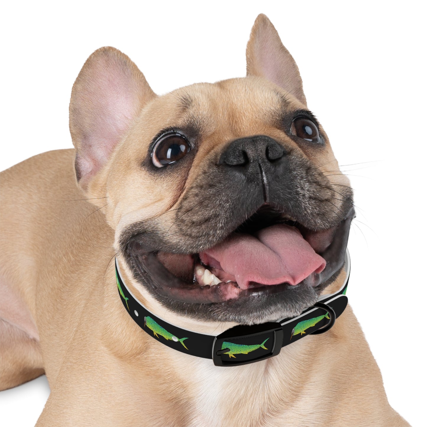 Mahi Dog Collar